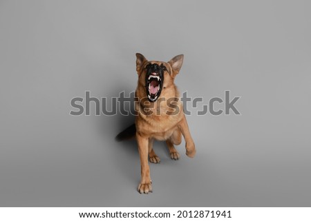 Aggressive German Shepherd dog on grey background