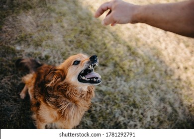 Aggressive Ginger Dog Get Angry And Bares His Teeth