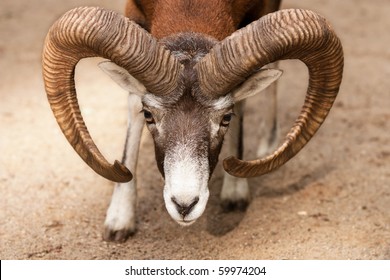 aggressive goat