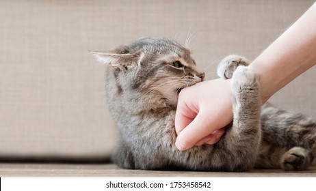Aggressive Gray Cat Attacked The Owner’s Hand. Beautiful Cute Cat Playing With Woman Hand And Biting With Funny Emotions.