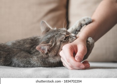 Aggressive Gray Cat Attacked The Owner’s Hand. Beautiful Cute Cat Playing With Woman Hand And Biting With Funny Emotions. Selective Focus
