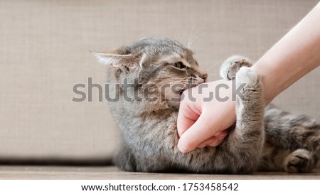 Aggressive gray cat attacked the owner’s hand. Beautiful cute cat playing with woman hand and biting with funny emotions.