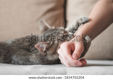 Aggressive gray cat attacked the owner’s hand. Beautiful cute cat playing with woman hand and biting with funny emotions. Selective focus
