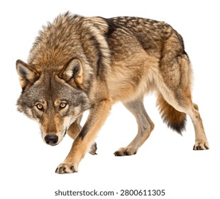 Aggressive Gray Wolf Growling Front Angle Wildlife Portrait Isolated on White Background