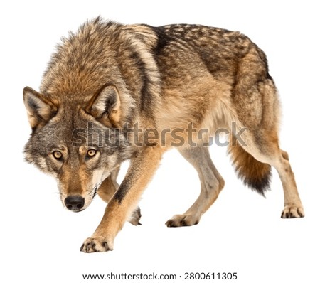 Aggressive Gray Wolf Growling Front Angle Wildlife Portrait Isolated on White Background