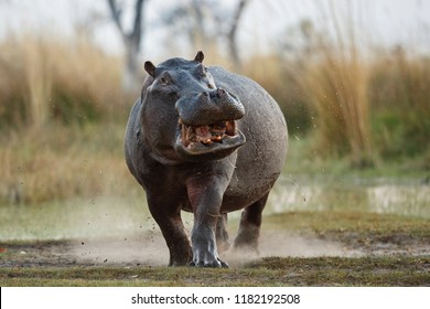 Aggressive hippo male attacking the car. Huge hippo male intimidating the opponent. Wild animal in the nature habitat. African wildlife. This is Africa. Hippopotamus amphibius.