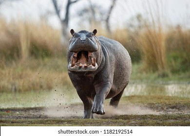 Aggressive hippo male attacking the car. Huge hippo male intimidating the opponent. Wild animal in the nature habitat. African wildlife. This is Africa. Hippopotamus amphibius.