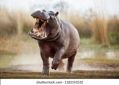 Aggressiver Nilpferd, der das Auto angreift. Grosses Nilpferd, das den Gegner einschüchtert. Wildes Tier in der Natur. Afrikanische Tierwelt. Das ist Afrika. Hippopotamus amphibius.