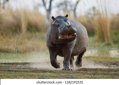 Aggressive hippo male attacking the car. Huge hippo male intimidating the opponent. Wild animal in the nature habitat. African wildlife. This is Africa. Hippopotamus amphibius.