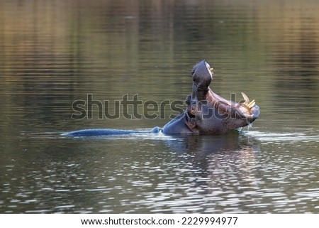 Aggressive hippo. Wild animal in the nature habitat. African wildlife. This is Africa, Namibia.