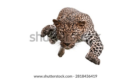 Aggressive leopard pouncing forward with intense gaze and spotted fur pattern