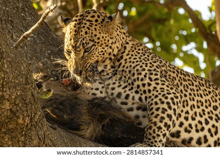 Aggressive leopard snarling while eating a kill in Serengeti National Park Tanzania