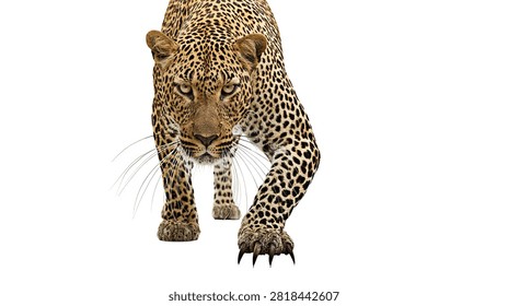 Aggressive leopard walking forward with sharp claws extended and intense gaze