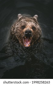 Aggressive Looking Syrian Brown Bear Playing In Water Of Tierpark Goldau