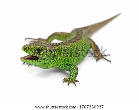 aggressive male green sand lizard, Lacerta agilis, ready to attack isolated on white background