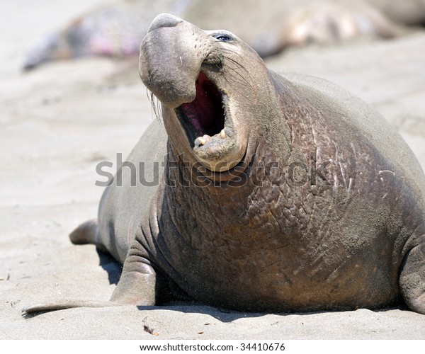 aggressive male juvenile\
elephant seal bellowing showing proboscis , piedras blancas,\
southern california, united states USA. exotic oceangoing seal\
monster ugly on sandy\
cove