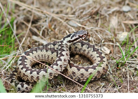 Similar – Vipera ursinii rakosiensis in situ