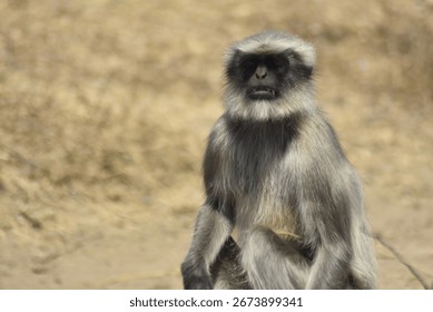 Aggressive monkey showing sharp teeth, displaying anger and dominance in the wild.