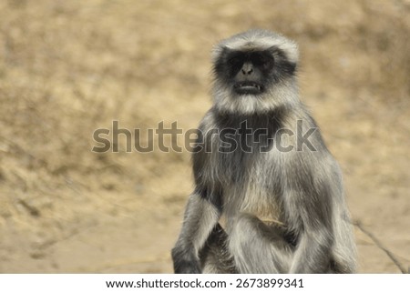 Aggressive monkey showing sharp teeth, displaying anger and dominance in the wild.