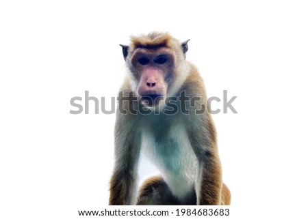 The aggressive monkey is watching (from top to bottom). An old male. Big brother is watching you (George Orwell), authoritarianism, chiefdom