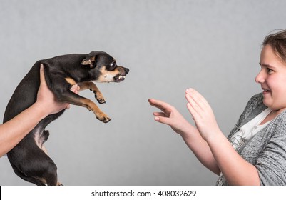 Aggressive Pinscher Dog