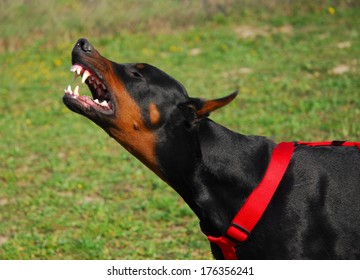 aggressive doberman puppy