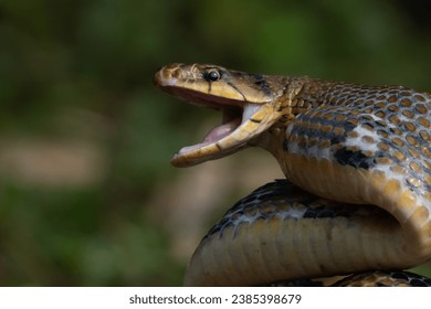 Aggressive radiated ratsnake coelognathus radiata, posing defensive and opening its mouth, natural bokeh background  - Powered by Shutterstock