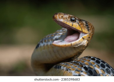 Aggressive radiated ratsnake coelognathus radiata, posing defensive and opening its mouth, natural bokeh background  - Powered by Shutterstock