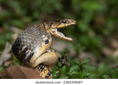 Aggressive radiated ratsnake coelognathus radiata, posing defensive and opening its mouth, natural bokeh background  - Powered by Shutterstock