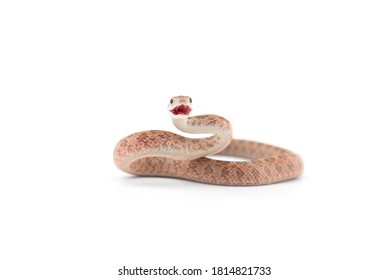 Aggressive Rat snake attack pose isolated on white background