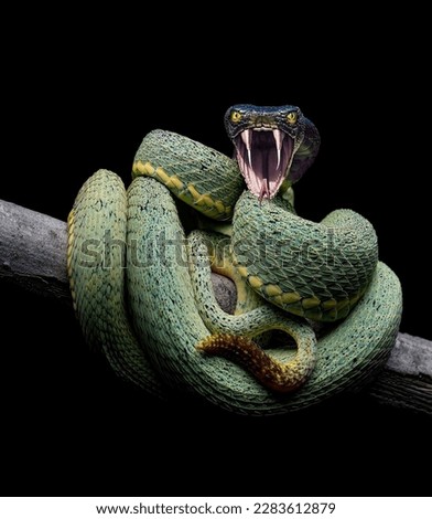 An aggressive rattlesnake with a wide-open mouth with two sharp poisonous teeth and a protruding tongue close-up