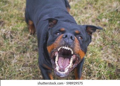 Aggressive Rottweiler barking mad