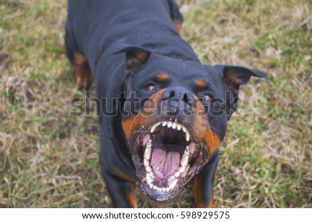 Aggressive Rottweiler barking mad