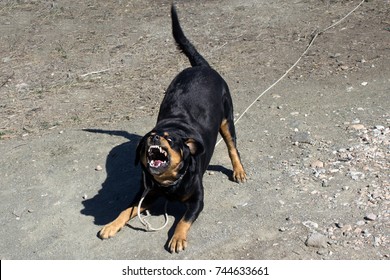 Aggressive Rottweiler Barking And Showing Teeth - Guard, Dangerous, Beware