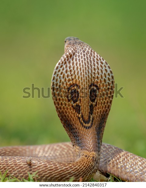 aggressive or threatened spectacled cobra snake or\
naja naja snake