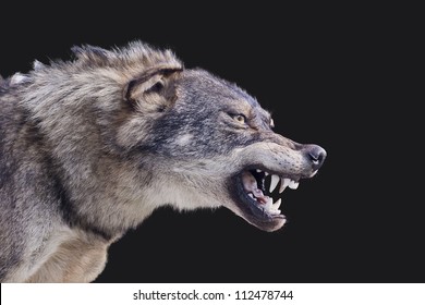 Aggressive wolf stuffed