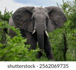 Aggressive young elephant walks through thicket of prickly acacia in the African bush. Large wild African elephant attacks through dense bush in the savannah. 