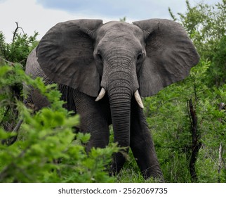 Aggressive young elephant walks through thicket of prickly acacia in the African bush. Large wild African elephant attacks through dense bush in the savannah. 