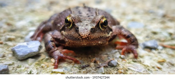 Agile Frog Is Playing Possum To Survive 