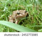 The agile frog (Rana dalmatina) is a European frog in the genus Rana of the true frog family, Ranidae.