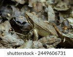 Agile frog (Rana dalmatina), small European amphibian in the genus Rana of the true frog family, Ranidae.