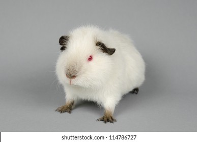 himalayan guinea pig