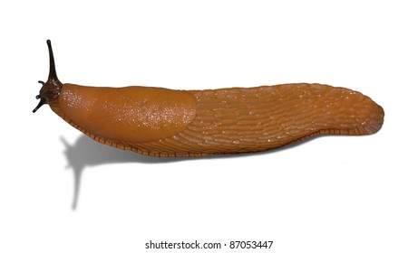 Agile Orange Slug Isolated On White With Shadow