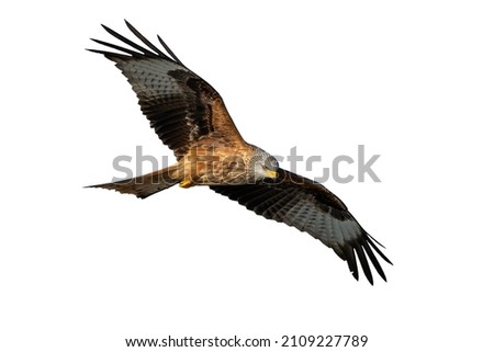 Similar – Awesome bird of prey in flight