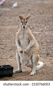 The Agile Wallaby Is Eating A Carrot