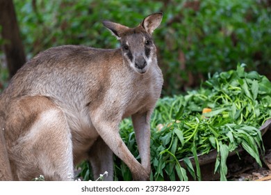 The agile wallaby, Notamacropus agilis, also known as the sandy wallaby