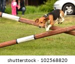 agility