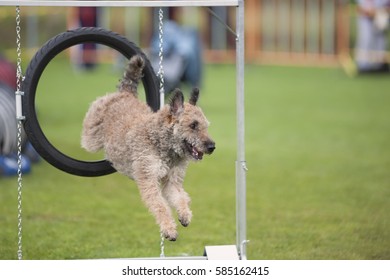 Agility dog jumped through black hoop. Dog is purebred Belgian shepherd. It is perfect sport for all breeds, for a hobby or serious competition work.