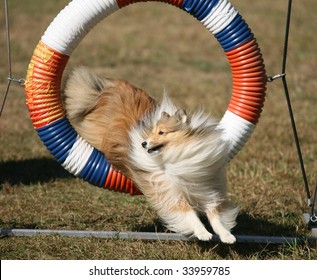 Agility dog Jumping Through Hoop in Competition