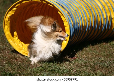 Agility Dog Jumping Through Hoop In Competition